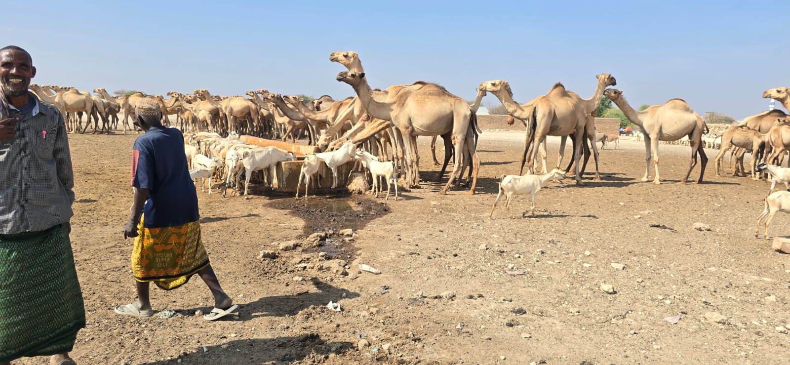 Camels and goats at trough