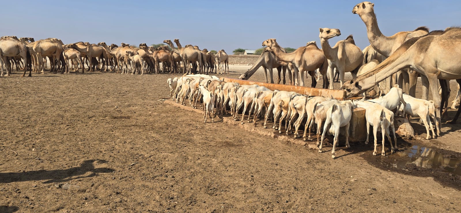 Mixed herd drinking at trough