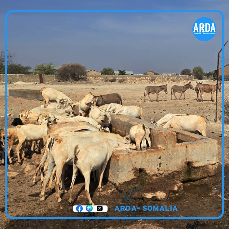 Livestock at trough supplied by water trucking